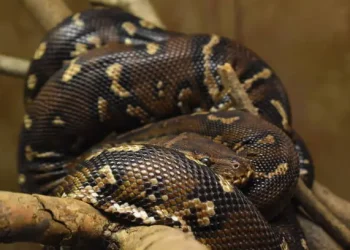 Rüyada Yılan Görmek Ne Anlama Gelir?