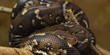 Rüyada Yılan Görmek Ne Anlama Gelir?